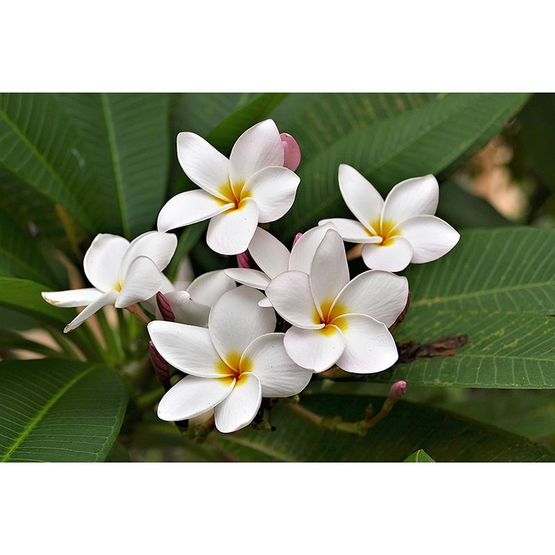 Customized Plumerias Flower Wall Mural Horizontal Photography for Sleeping Room