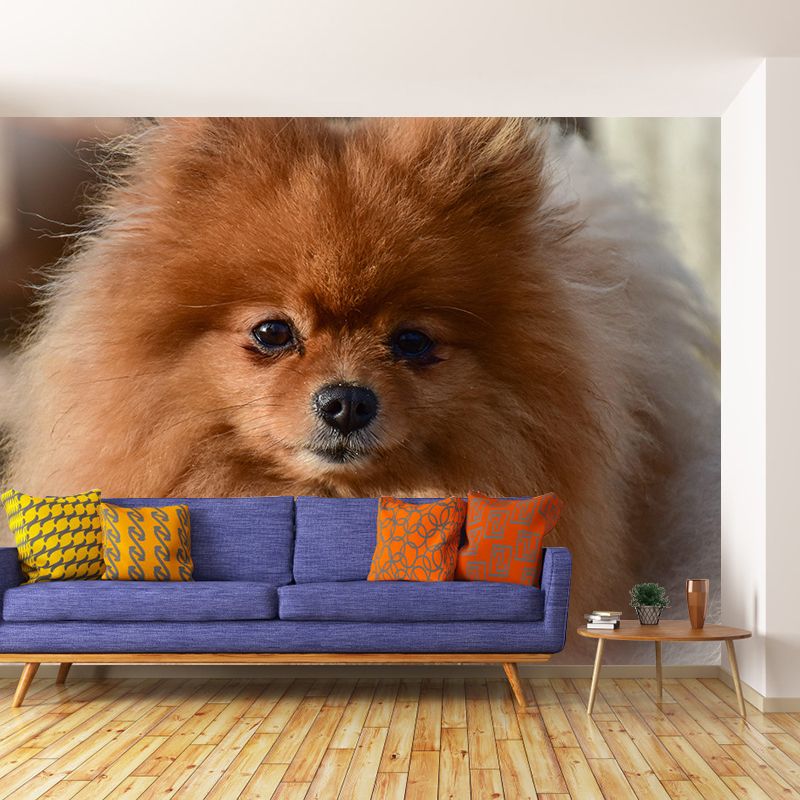 Horizontal Photography Pomeranian Mural Stain Resistant Wall Art for Living Room