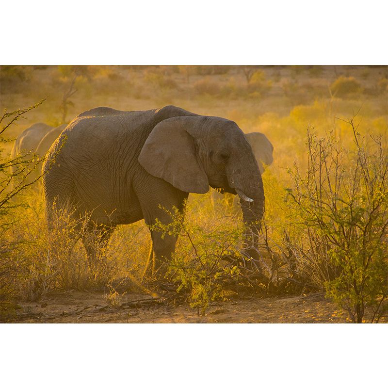 Huge Elephant Mural Wallpaper Contemporary Style Wall Covering for Living Room