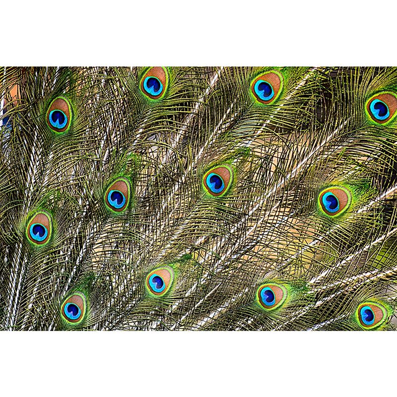 Beautiful Peacock Feather Wallpaper Mural Water Resistant Girls Bedroom Wall Decor