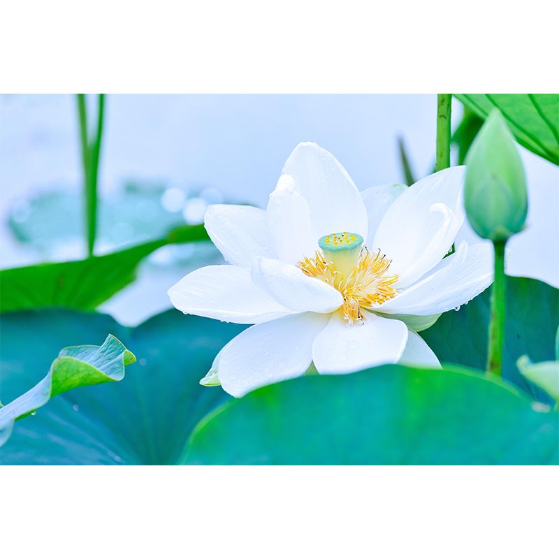 Customized Lotus Mural Wallpaper Waterproofing Wall Decor for Meeting Room