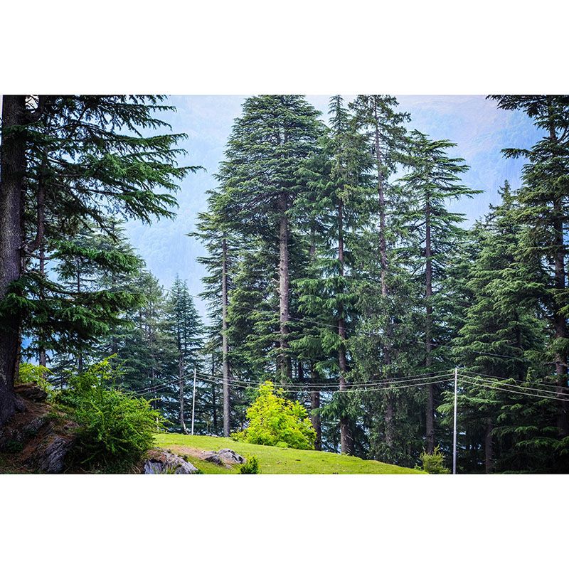 Natural Snow Style Forest Mural Horizontal Photography Bedroom Wall Mural