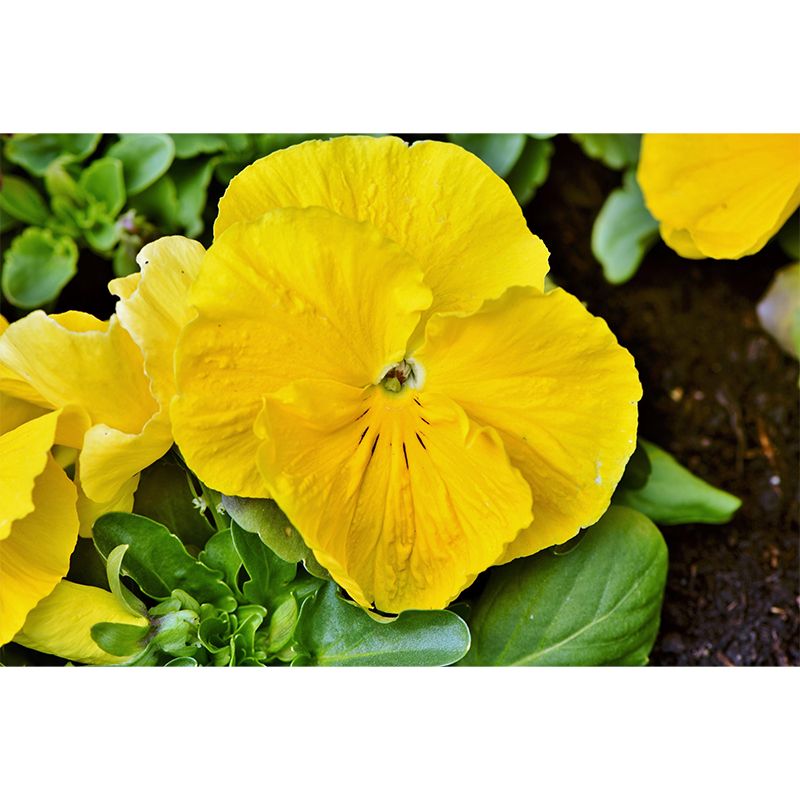 Horizontal Photography Pansy Wall Mural for Living Room Girls Women Bedroom