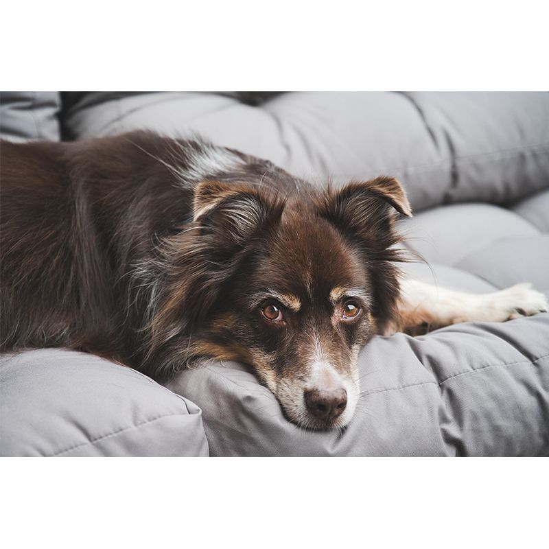 Custom Photo Print Modern Murals Horizontal Wallpaper with Animal Pattern for Home Decor