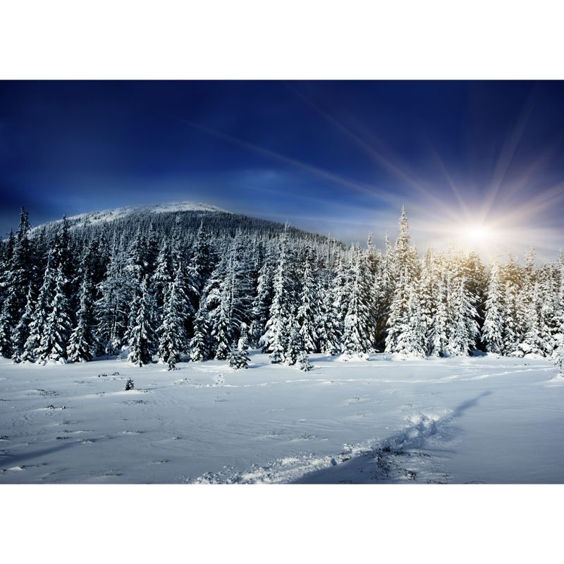Big Sunburst Winter Forest Mural Blue Non-Woven Fabric Wall Covering, Waterproof, Made to Measure