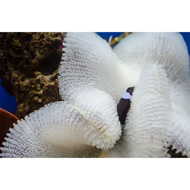 Tropical Sea Creatures Mural Wallpaper Washable Modern Living Room Decoration