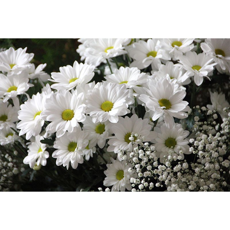 Horizontal Photography Daisy Wall Mural for Living Room Girls Women Bedroom