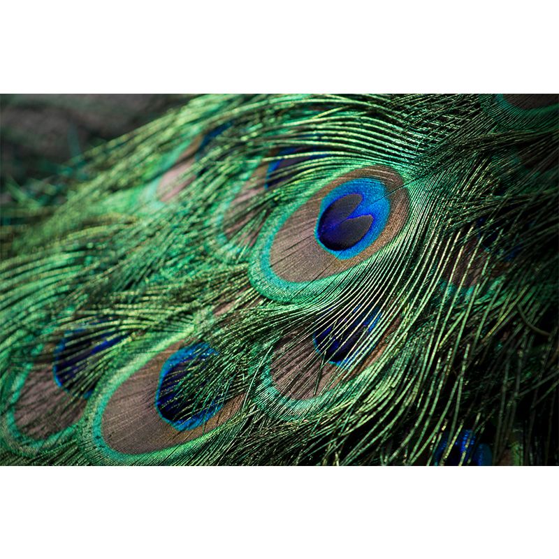 Photography Style Peacock Feather Mural Wallpaper Moisture Resistant for Sitting Room