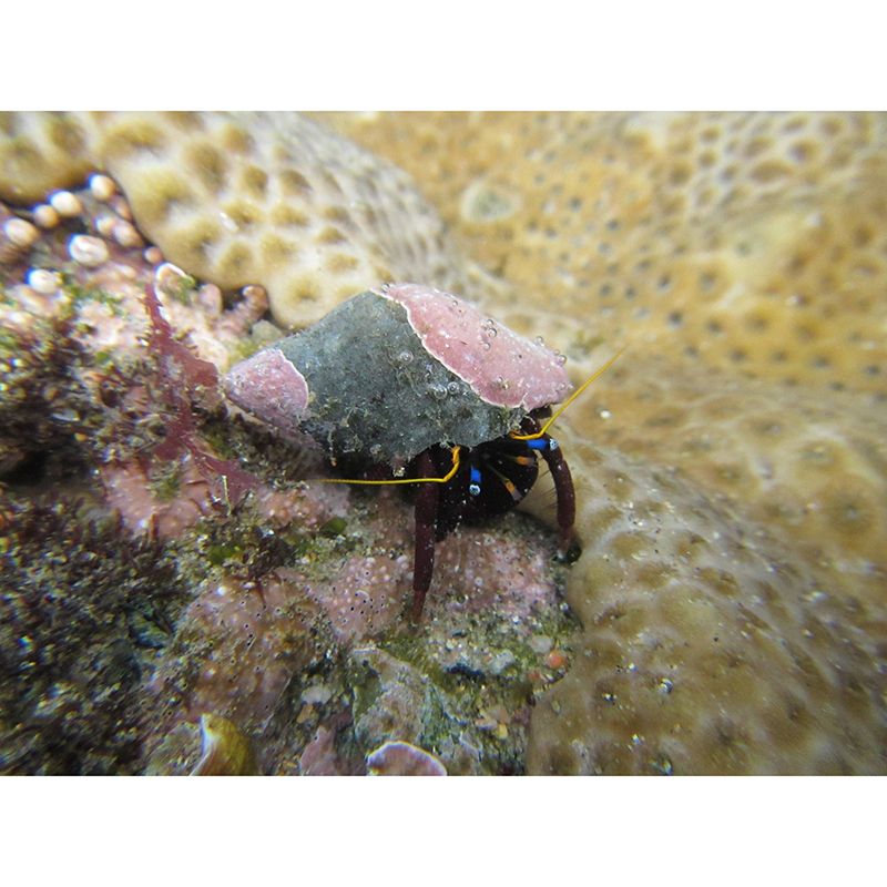 Environmental Sea Animal Wallpaper Mildew Resistant Photography Bathroom Wall Mural