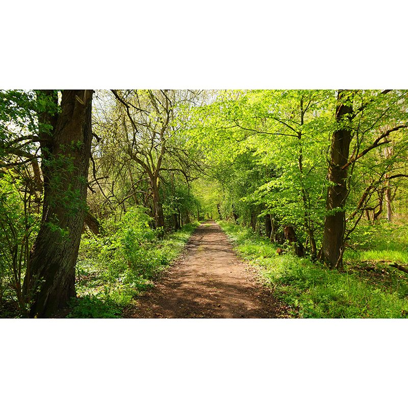 Dense Forest Trees Moisture Resistant Contemporary Bedroom Wall Covering