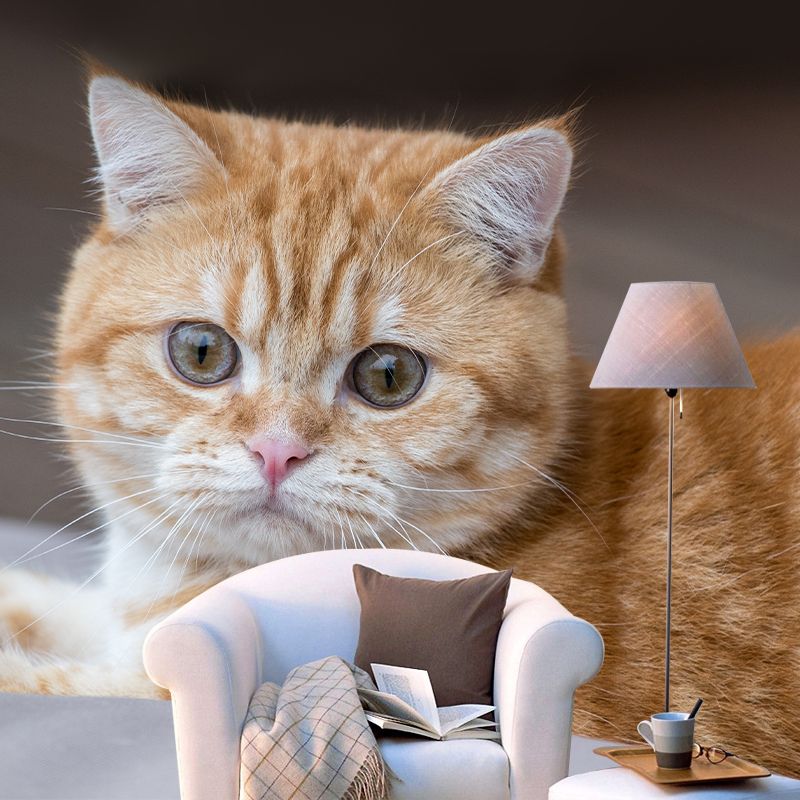 Super Cute Cat Wall Decals Water Resistant Bedroom Living Room Wall Decor Murals