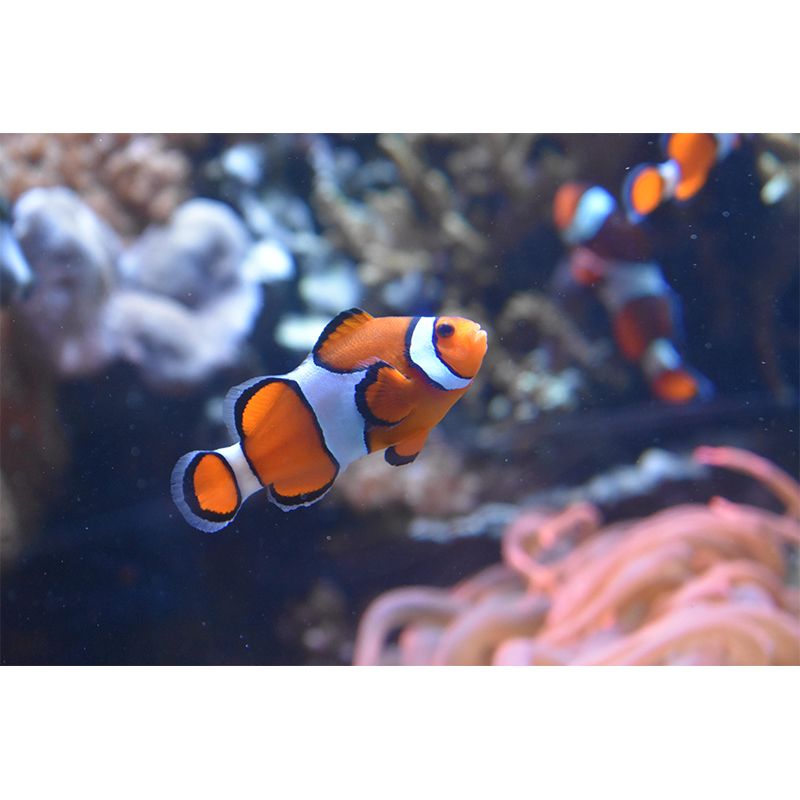 Seabed Mural Wallpaper Tropical Beach Style Mildew Resistant for Decoration