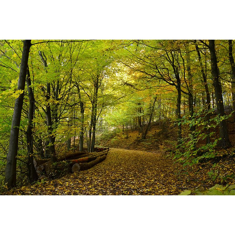 Huge Forest Landscapes Mural Horizontal Photography Wall Covering for Living Room