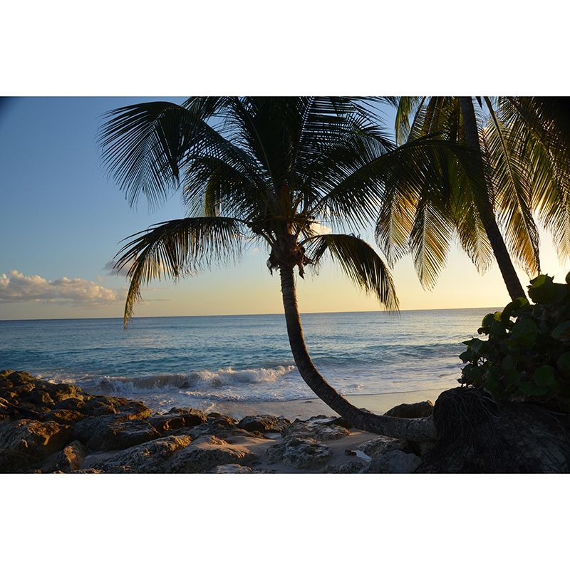 Beach Customized Palm Tree Mural Tropical Mildew Resistant Bedroom Wall Mural