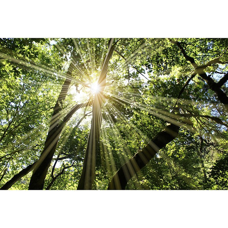 Dining Room Wall Mural Modern Forest Decorative Eco-friendly Wall Covering