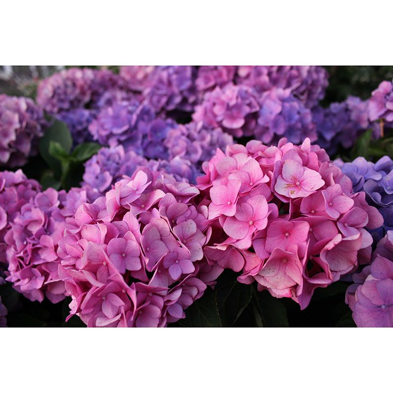 Blooming Hydrangea Wall Murals for Home Decoration Stain Resistant, Personalised Size