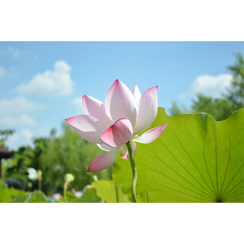 Pink Lotus Blossoming Moisture Resistant Wall Covering for Girls' Bedroom