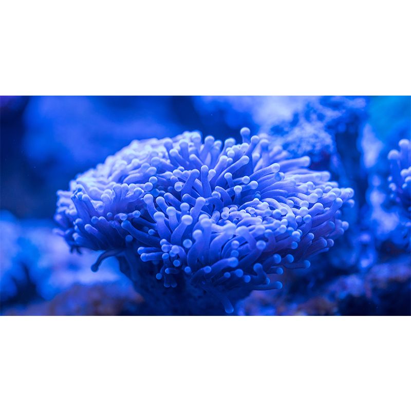 Sea Creatures Wall Mural for Sleeping Room, Water Resistant, Made to Measure