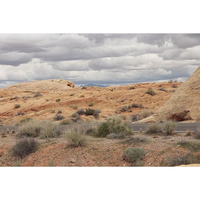 Desert Mural Wallpaper Photography Style for Guest Room Decor, Personalized Size Available