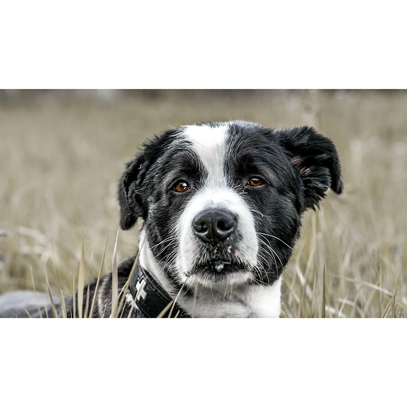 Lovely Dog Mural Wallpaper Stain Resistant Wall Covering for Sitting Room