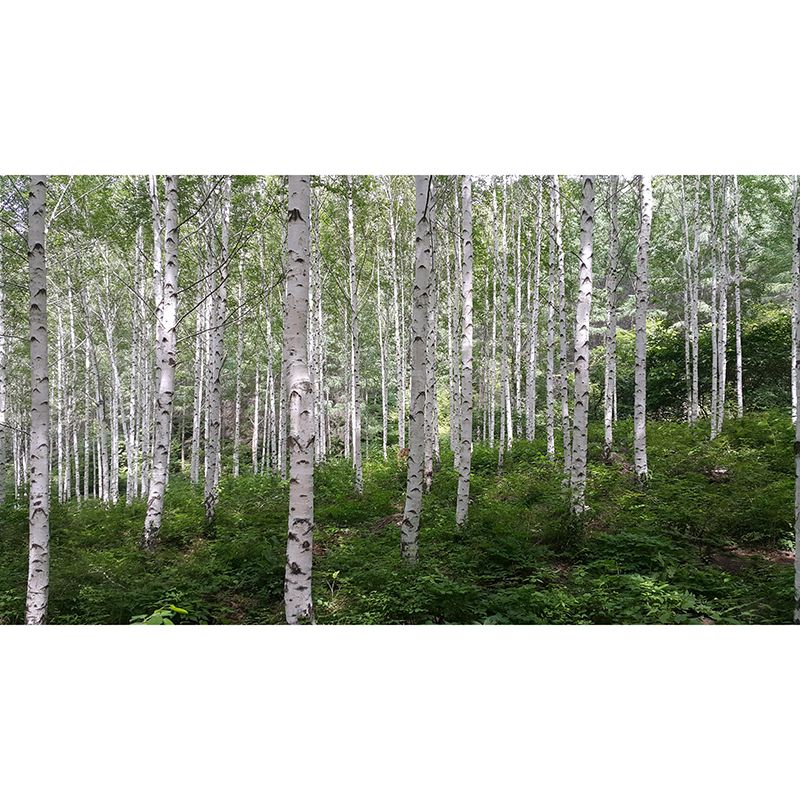 Forest Wall Mural Modernism Style Wall Decoration for Dining Room