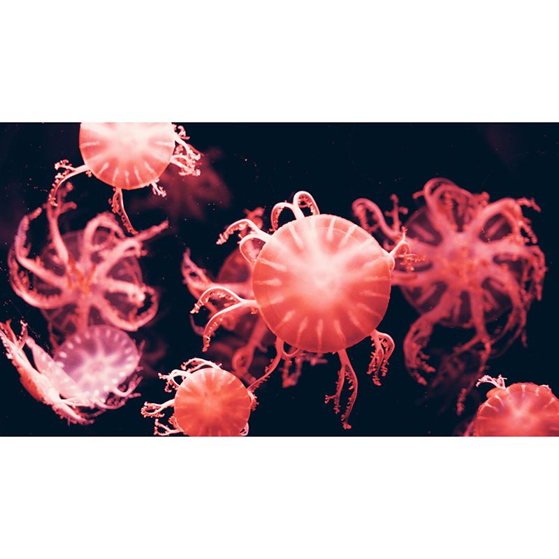 Photography Wall Mural Wallpaper Jellyfish Sitting Room Wall Mural