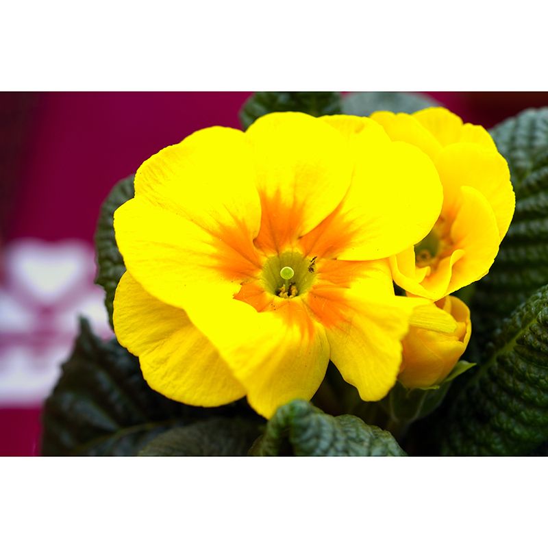 Yellow Flower Mural Wallpaper Bedroom Decorative Wall Art, Personalized Size