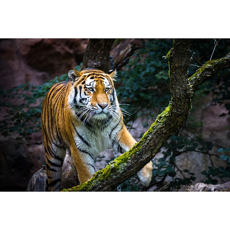 Handsome Tiger Mural Contemporary Photography for Living Room Decoration