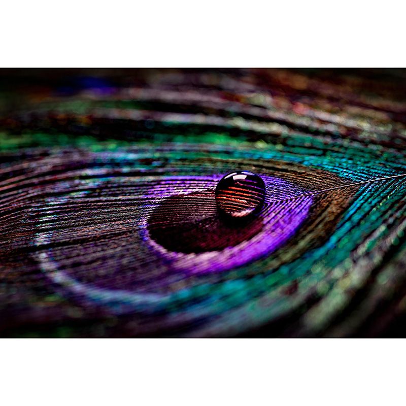 Extra Large Peacock Feather Mural Mildew Resistant Wall Art for Home Decor