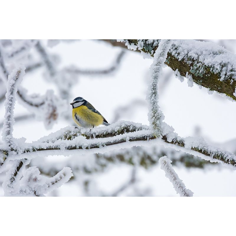 Lovely Blue-Tit Mural Wallpaper Photography Horizontal Wall Decor for Home