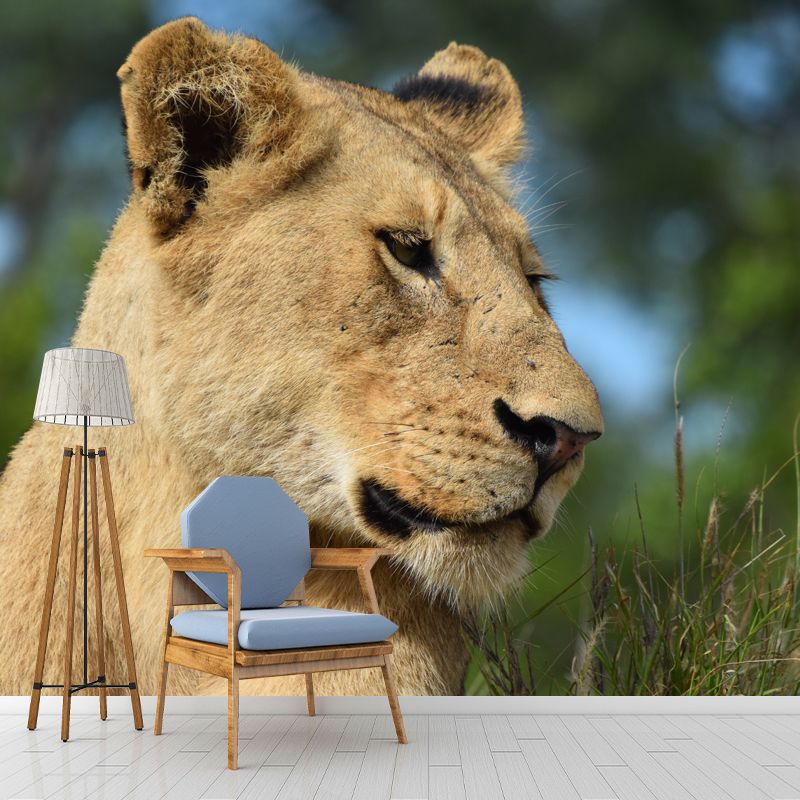 African Lion Animal Mural Wallpaper for Living Room Bedroom, Made to Measure