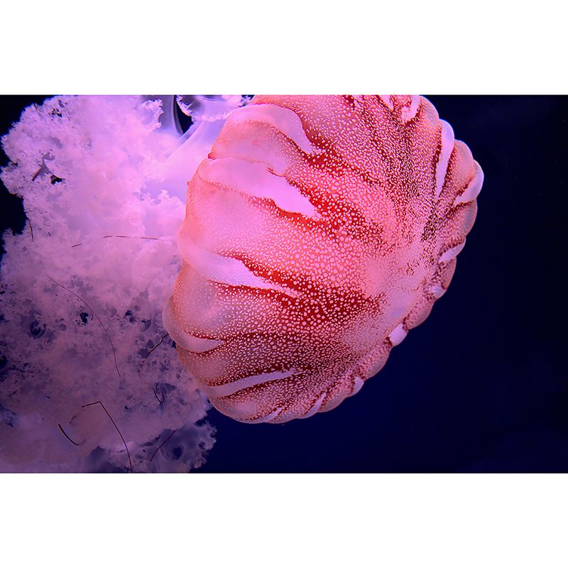 Underwater Creatures Modern Environment Friendly Mural Wall Covering for Living Room