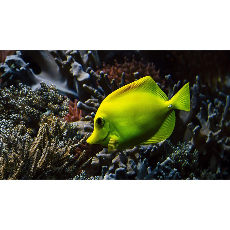 Photography Wall Mural Fish Patterned Sitting Room Wall Mural