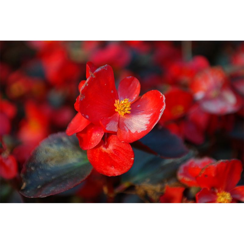 Begonia Flowers Moisture Resistant Mural Wallpaper for Gust Room Bedroom