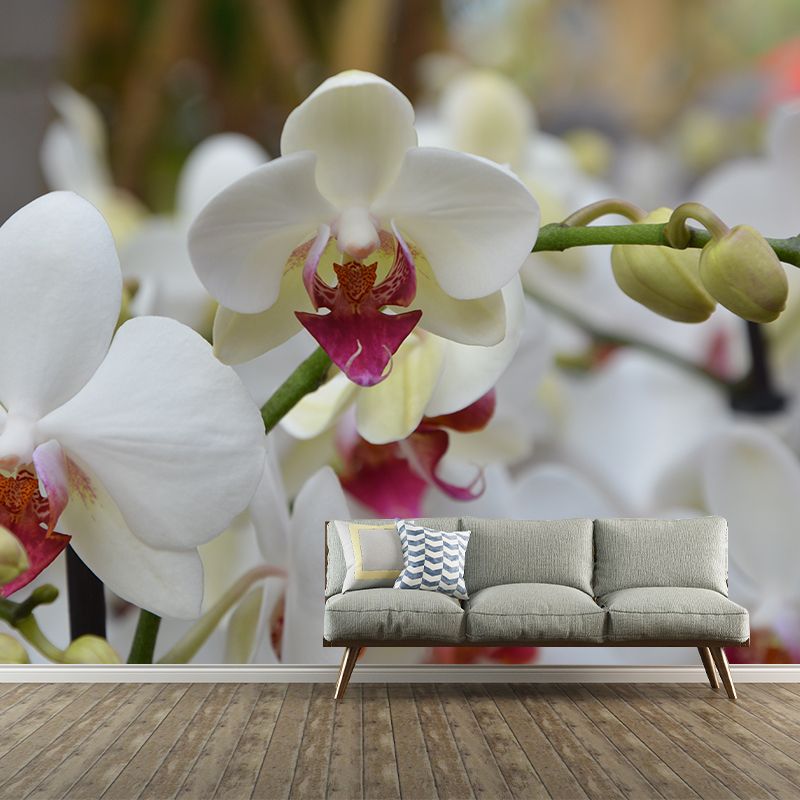 Cymbidium Contemporary Mural Wallpaper for Home Decoration, Stain Resistant