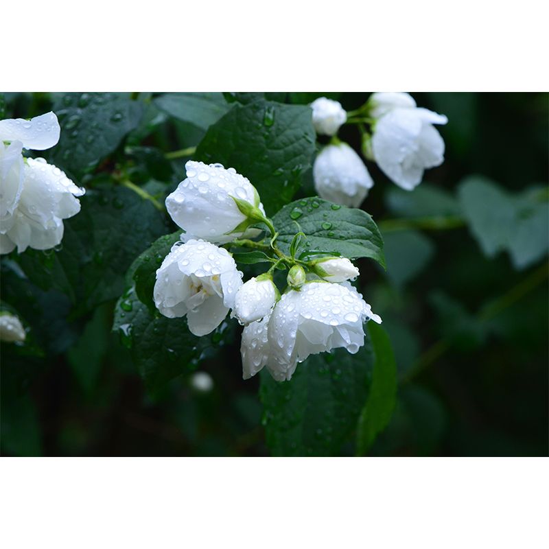 Photography Blossoming Jasmine Mural Decal Mildew Resistant Whole Wall Decor for Girls Room