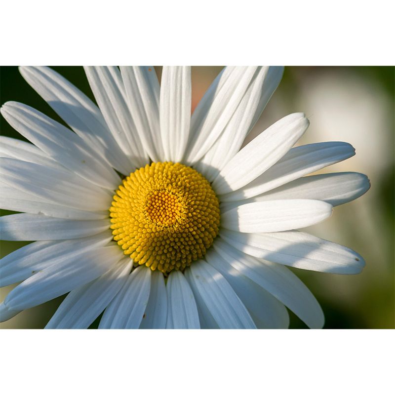 Customized Close Up Daisy Mural Environment Friendly Wallpaper for Guest Room