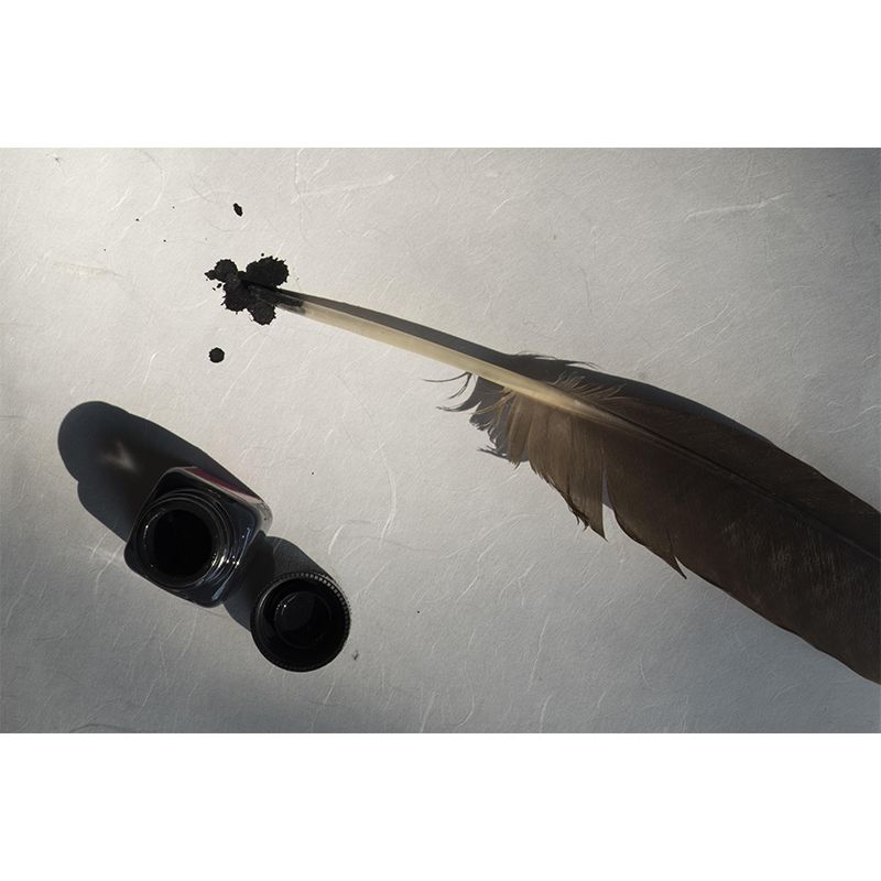 Bird Feather Wall Mural Wallpaper Mildew Resistant Wall Covering for Decoration