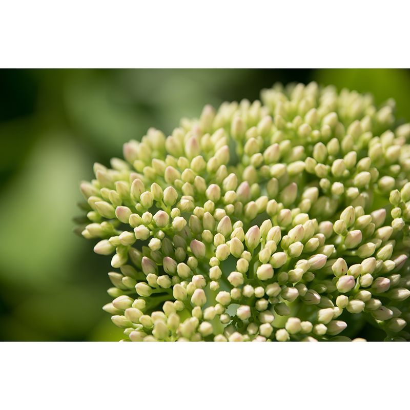 Green Plants Mural Wallpaper for Reading Room Waterproofing, Custom Size Available