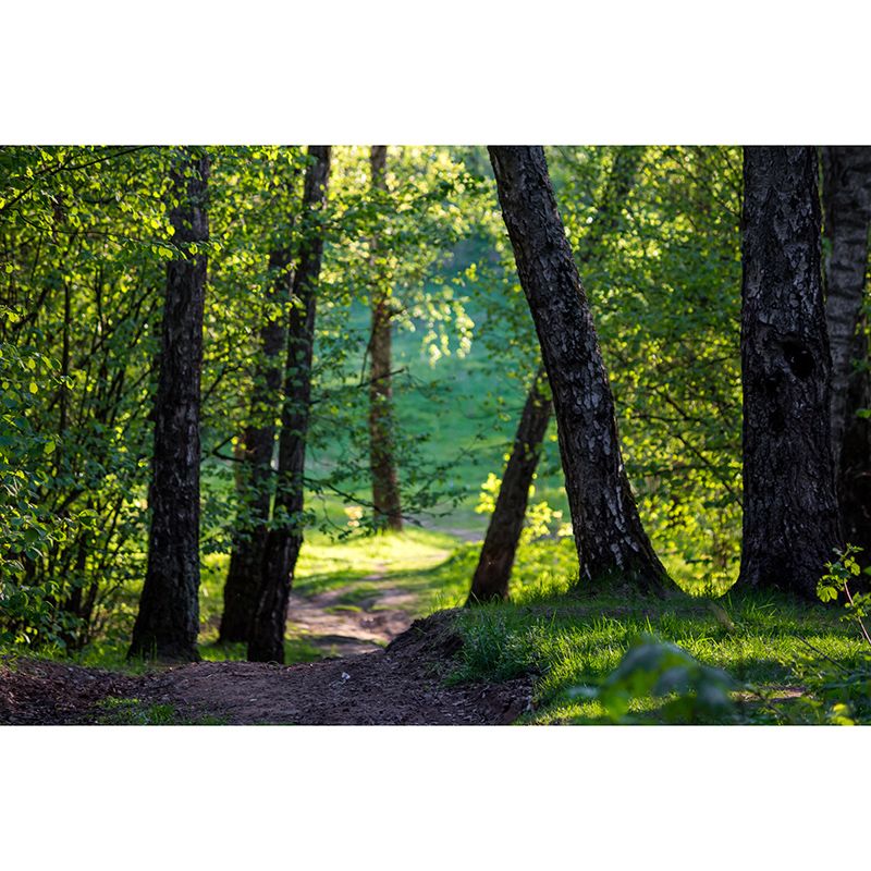 Forest View Mural Decal Modern Water Resistant Bedroom Wall Decor, Made to Measure