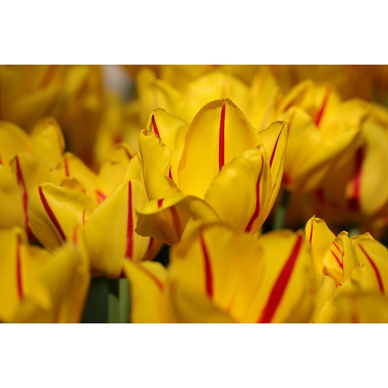 Tulips Mural Wallpaper Wall Covering Mildew Resistant for Sleeping Room