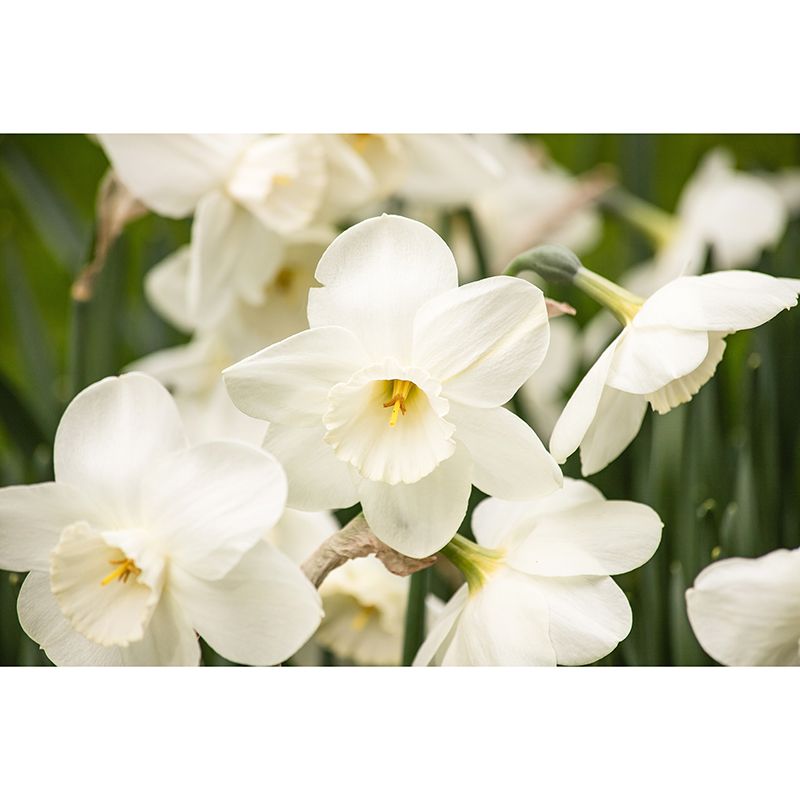 Blooming Daffodils Stain Resistant Wall Covering for Sleeping Room Decoration