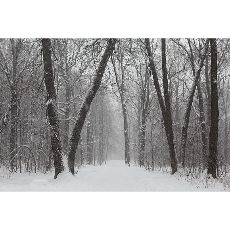 Modern Forest Wall Mural Decor Horizontal Photography Eco-friendly for Decoration