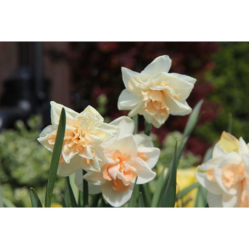 Daffodil Blossoming Flower Wall Paper Murals Waterproof Wall Decor for Bedroom