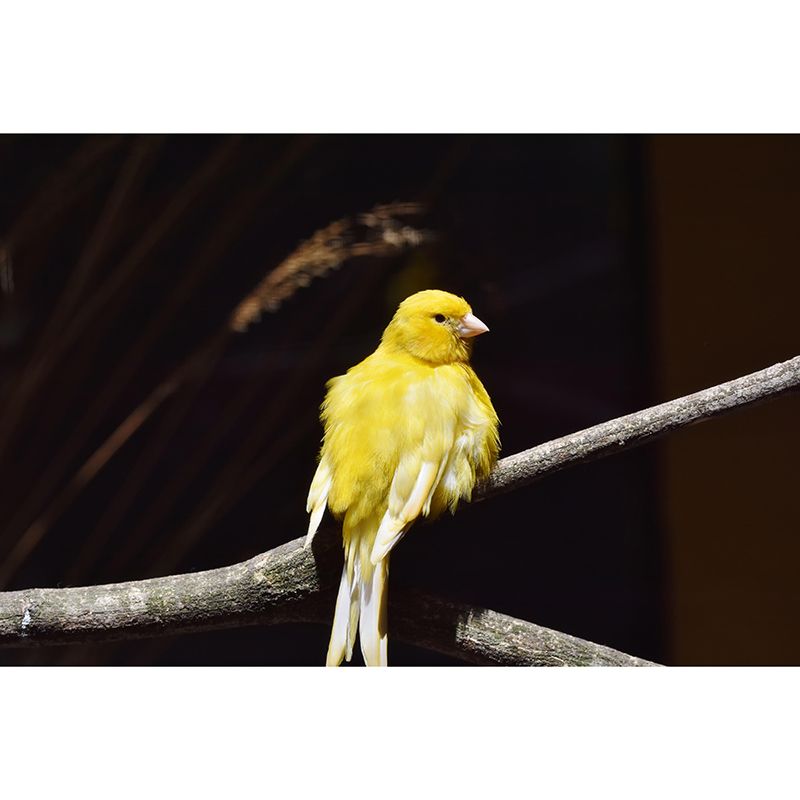 Canary Contemporary Wall Mural Modernist Wall Covering for Bedroom Decor