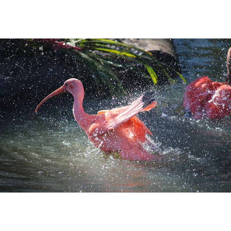 Beautiful Flamingo Mural Wallpaper Moisture-Resistant Wall Covering for Bedroom