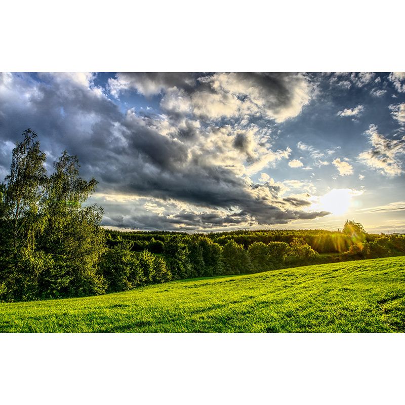 Contemporary Photography Forest Wall Mural Wallpaper Living Room Wall Art