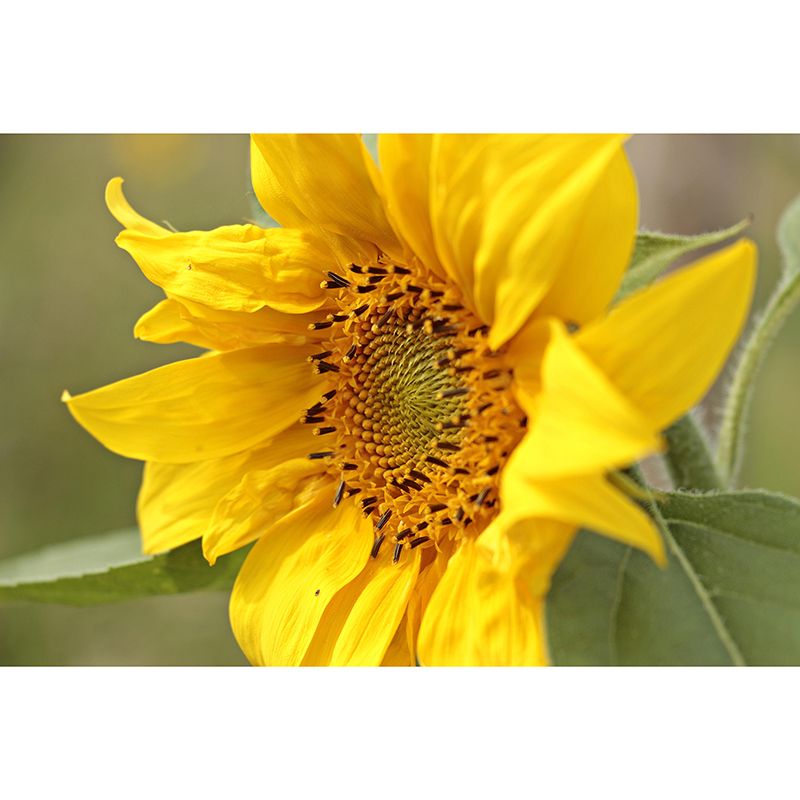 Customized Contemporary Sunflower Mural Mildew Resistant for Sitting Room Bedroom