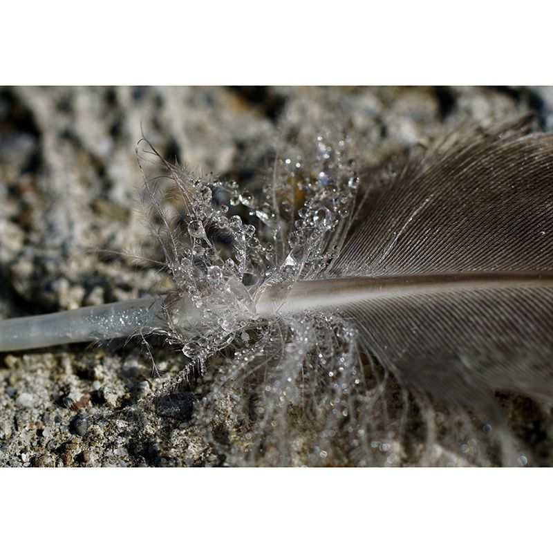 Bright Color Feather Wall Mural Wallpaper Modern Mildew Resistant Wall Decor