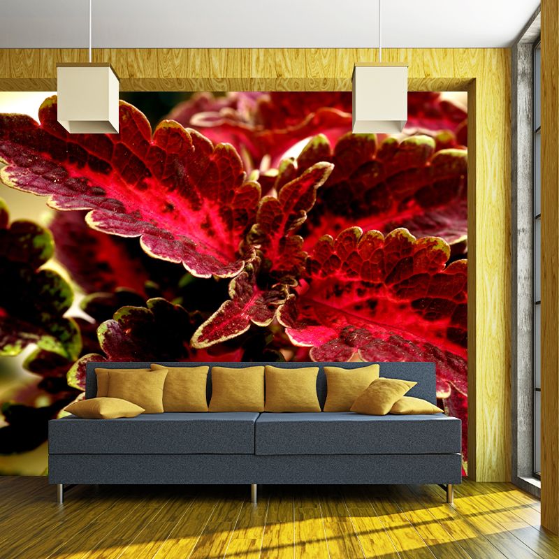 Coleus Amboinicus Mural Wall Paper Home Decorations for Kitchen Sitting Room